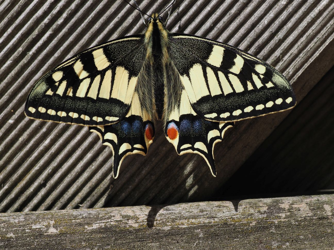 Schwalbenschwanz in voller Pracht